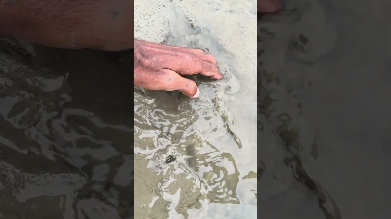 big size tangra fish catching 