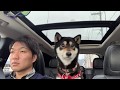 黒柴犬とドライブするだけの動画　琵琶湖畔に散歩に行ってきました