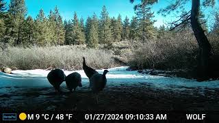 Hungry Tehachapi wild Turkey family,  winter 2024