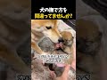 犬の正しい撫で方🐶