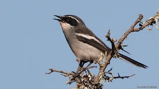 Sunrise birding in the southern Karoo - 18 different birds at sunrise (calls added)