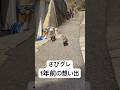 さびグレ1年前の想い出。この1年で色々な変化がありました。嬉しい変化、悲しい変化。それでも立ち止まる時間などなく、命を救うために、今日も全力で走り抜きます！皆様、4月ですね！岩手は雪が積もりました⛄️