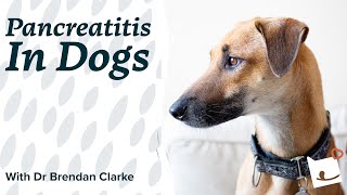 Dog Pancreatitis  What Is Pancreatitis in Dogs? | Bella & Duke