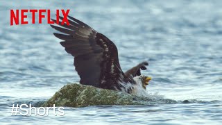 カニに逆襲されるワシがカワイイ🦀🦅 | バンクーバー島と海のオオカミ | Netflix Japan
