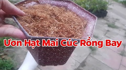 Ươn Hạt Nhân Giống Cúc Rồng Bay - Cúc Vip - Cúc Đọt Xanh Huế- Mai Đại Lộc 🥰 Năm 2020