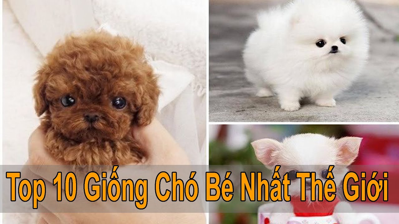 Nếu bạn là một tín đồ của thế giới chó, đây chắc chắn là bức ảnh bạn không thể bỏ qua. Hãy xem chú chó bé nhất này phát cuồng với sự dễ thương của nó!