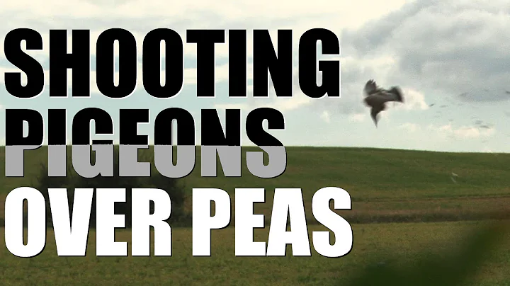 Pigeon & Peas - from field to fork