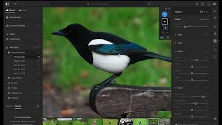 Celebrity editing magpie FMP Wealth