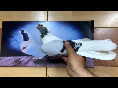 الابلق الاخضر ( قديس حير إبليس 😂)