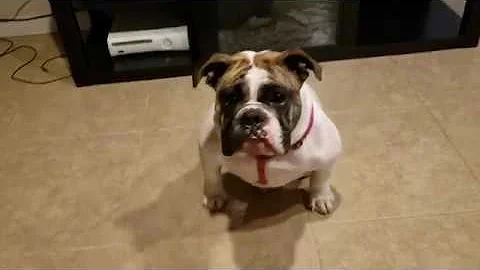 English Bulldogs Skin Allergies/ Things You Should...