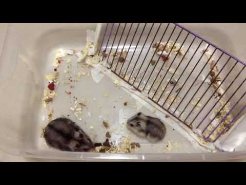 Vídeo: Como Apresentar Hamsters