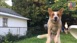 TRY NOT TO LAUGH :) FUNNY DOGS FAIL VIDEO :) #2 by tv mix 2,289 views 3 years ago 10 minutes, 21 seconds