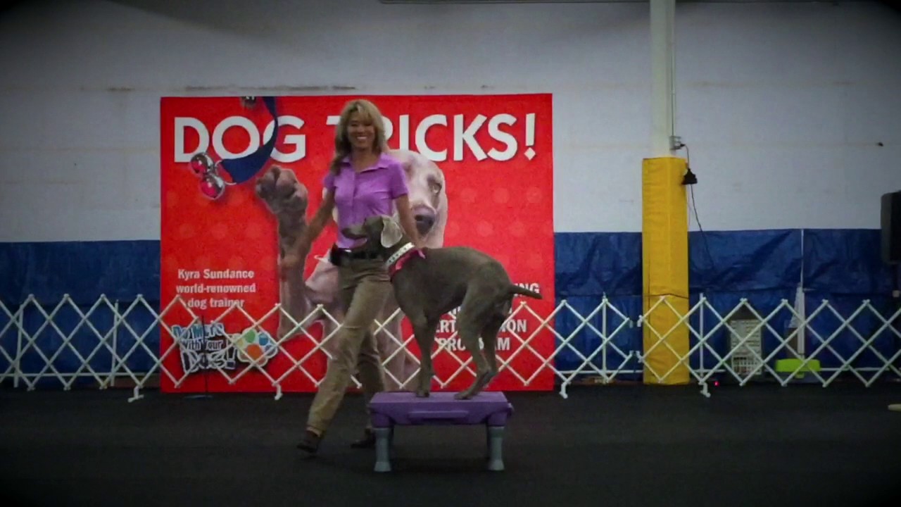 Novice Stunt Dog Demo