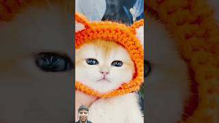 Cat Cring Bile Wala Video