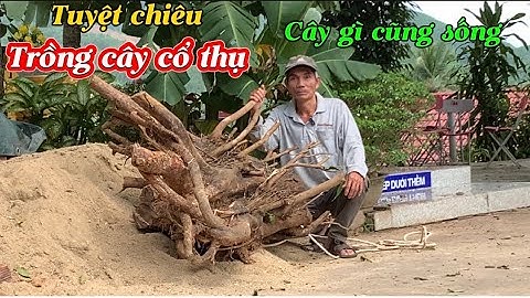 Cách trồng cây cổ thụ không bầu đất đơn giản ai cũng làm được-​⁠@Bayxunau