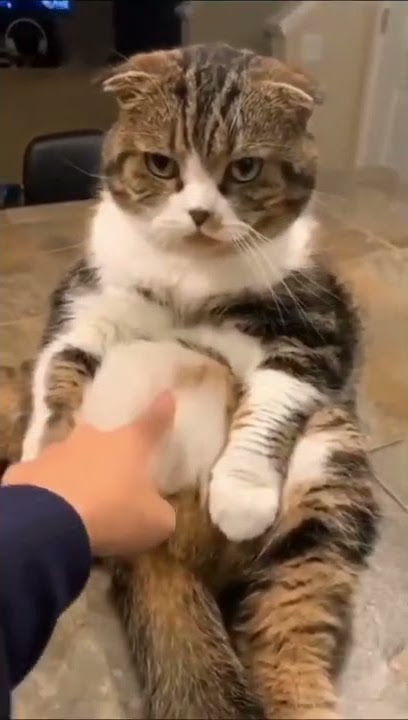KUCING GENDUT SO CUTE 🥰😘😘 #shorts #short #tiktok #viral #animals #cute #cat #kucing