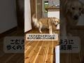 こむぎが足をかばうように歩くので病院へ🏥🐶💦同じ症状で病院へ行った方、原因が分かる方コメントで教えてください🙇♀️ #ゴールデンレトリバー #こむぎ #いぬのいる生活 #大型犬 #病院