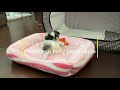  pekingese baby plays alone chibitan