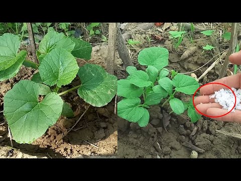 Video: Fertilizing Rau Cucumbers Nyob Rau Theem Ntawm Fruiting