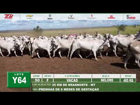 Lote Y64