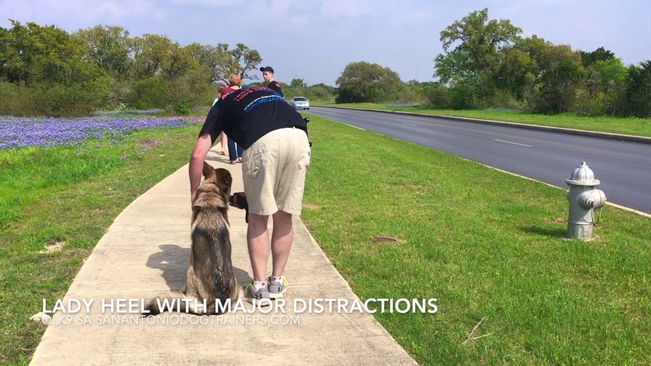 "Lady" l Best Transformation Video Ever l Dog Trainers San Antonio