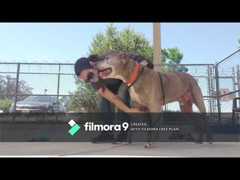 Leash Wrap Tutorial w/Bramble