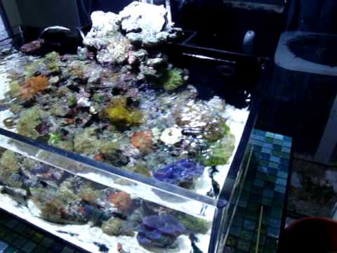 20 gallon shallow reef tank - YouTube