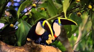 Amazonija 3D - Trejler, U Bioskopima Od 27. Februara