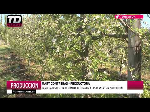 MARY CONTRERAS   LAS HELADAS DEL FIN DE SEMANA AFECTARON A PLANTAS SIN PROTECCION 05 10 20