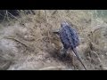 Saving a Snapping Turtle Egg!