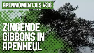 Zingende Gibbons In Apenheul