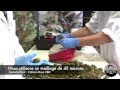 Élaboration d'un extrait médicinal riche en CBD by Dinafem Seeds Élaboration d'un extrait médicinal riche en CBD by Dinafem Seeds