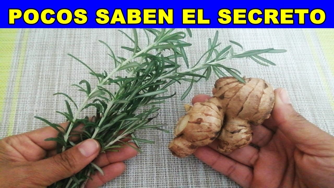 Romero con Jengibre Un Remedio Milagroso con Beneficios Sorprendentes
