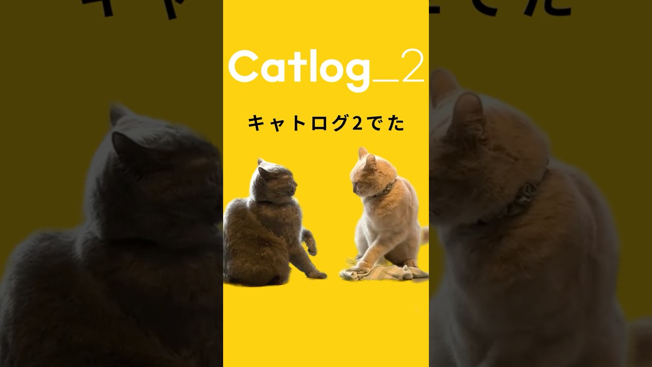 catlog 2 キャットログ2 🆕第2世代『Catlog 2』が新発売✨充電持ちが最大1ヶ月❗️ #猫の