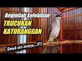 TRUCUKAN KATURANGGAN DI BURU PARA SULTAN||simak ciri-cirinya