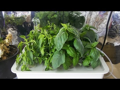 Pathonor Hydroponic System Update And First Tomatoes Of 2017