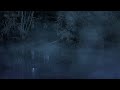Night Forest Ambient Sounds in a Foggy Rainy Swamp /  🐸 Relaxing Ambience with Rain &amp; Croaking Frogs