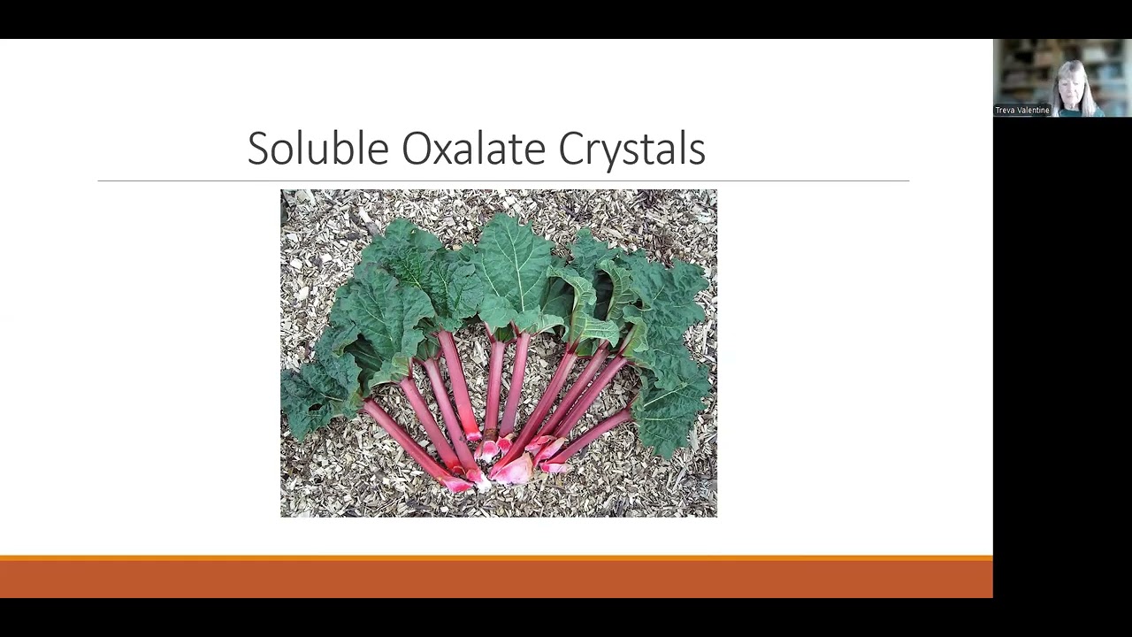 Pet and Plant Safe Gardening (2/26/2026)