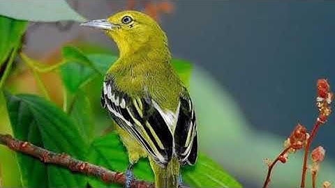KICAUAN BURUNG SIRTU/CIPOH||PIKAT AMPUH✔