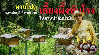 ตามไปดู การเลี้ยงผึ้งชันโรง ในสวนปาล์ม​ ของ​ ​อ.พรพันธุ์ศักดิ์ พาหะมาก