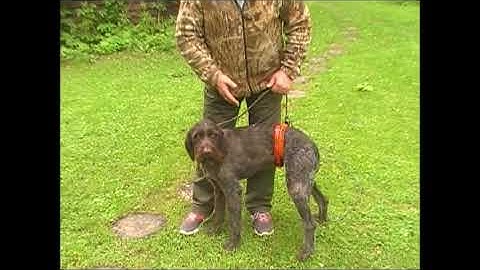 Работа с проблемной собакой. Часть 2.  Остановка собаки.