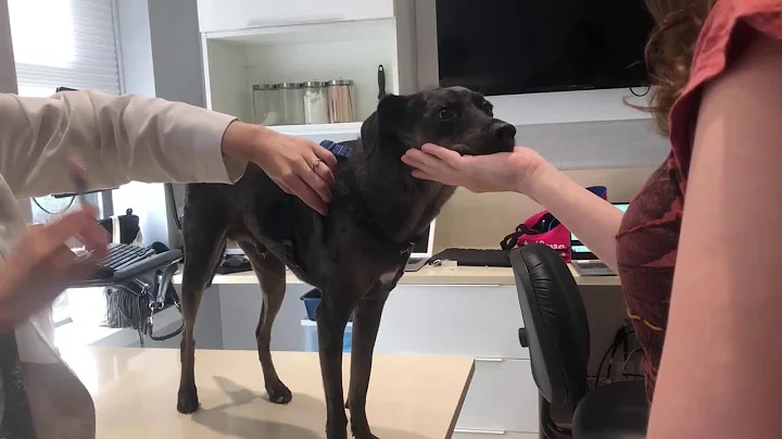 Cooperative care at its finest: Behavior consultan...