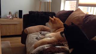 Shiba inus watching tv together by Alice 799 views 6 years ago 35 seconds