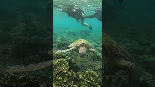 Apo Island  sea turtles in the Philippines #morefuninthephilippines #philippinestravel