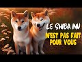 Avant dadopter un shiba inu ce que vous devez savoir