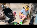 Omg unforgettable kids  animals bloopers compilation   kyoot 2023