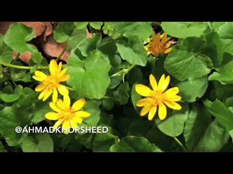 امي مشعل حسين