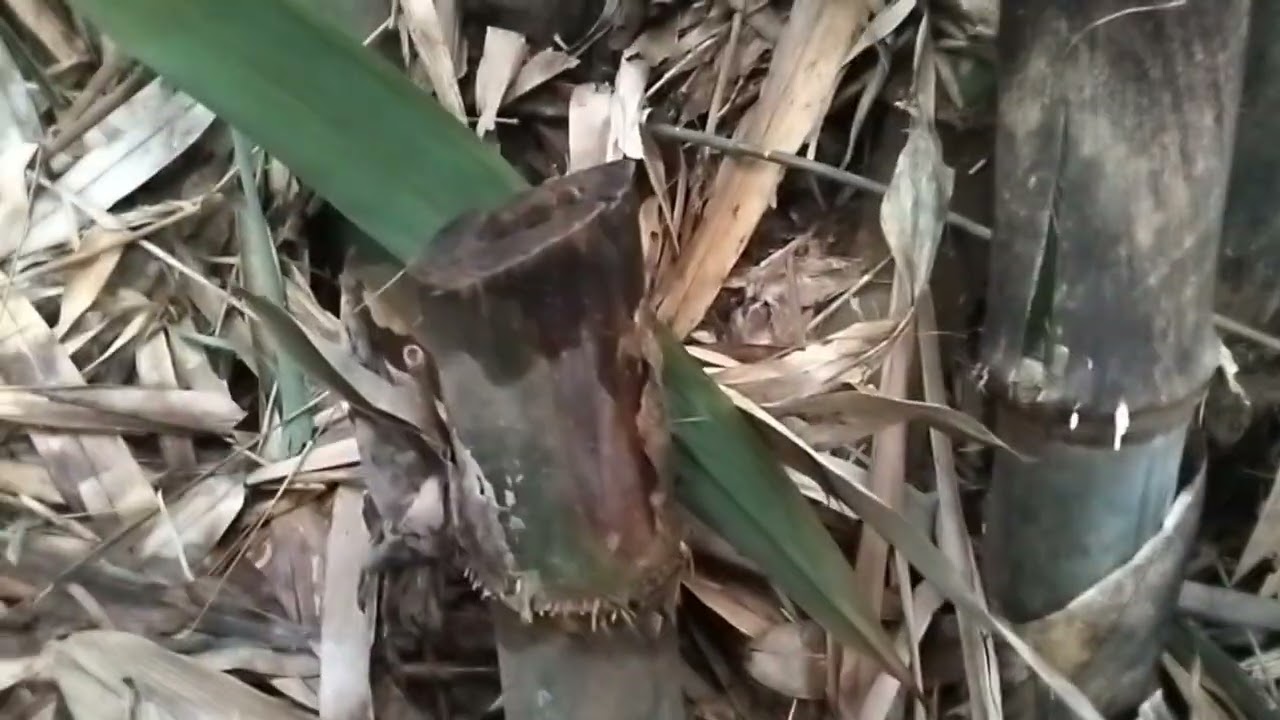 Ditemukannya bambu unik yang sangat langka di rumpunan bambu apus