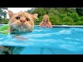 Funny ANIMALS + WATER = LAUGH super hard!