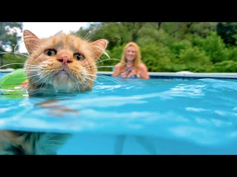 Funny ANIMALS + WATER = LAUGH super hard!